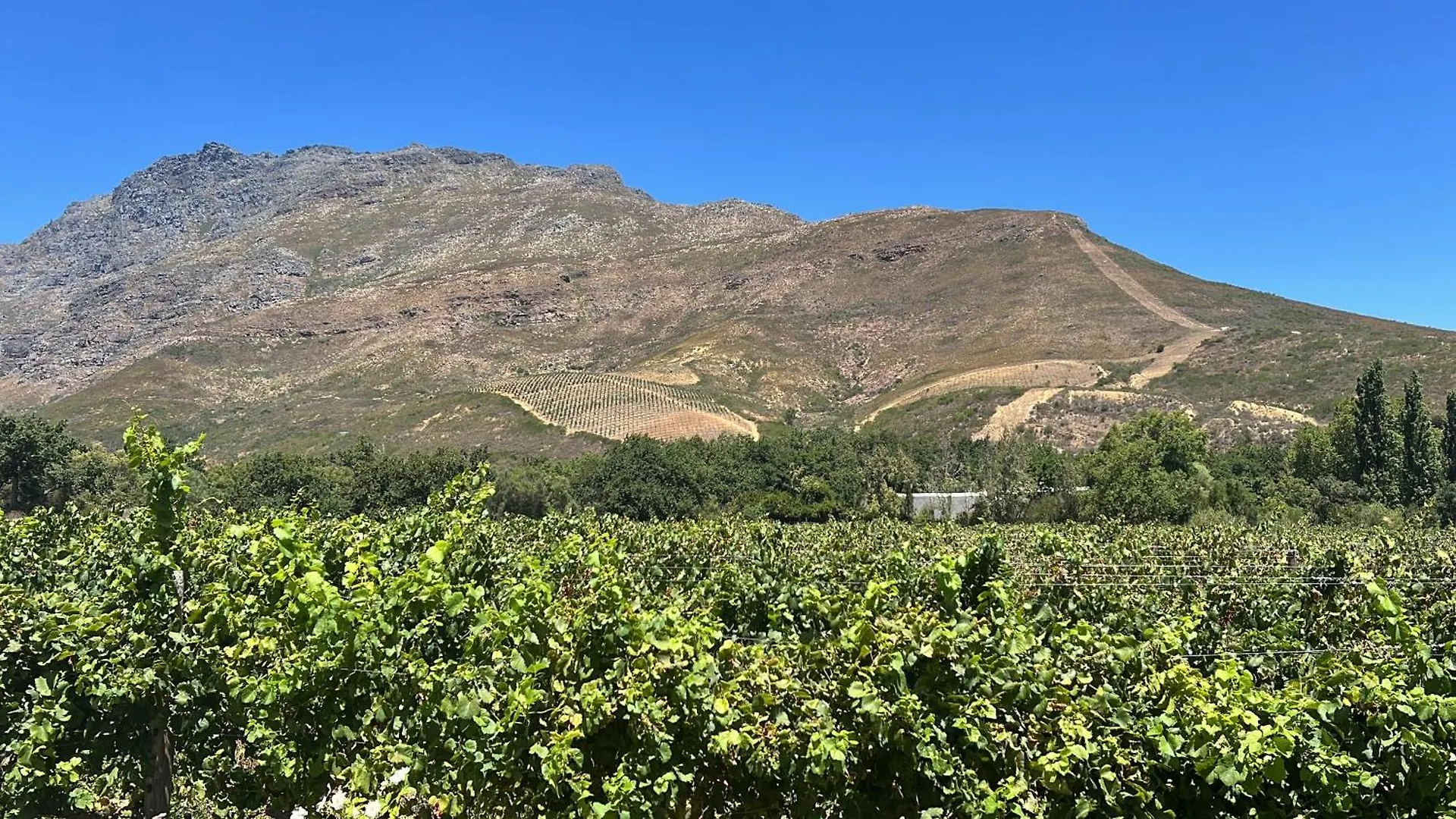 Charming One Bed With Vineyard & Mountain Views Villa Cape Town