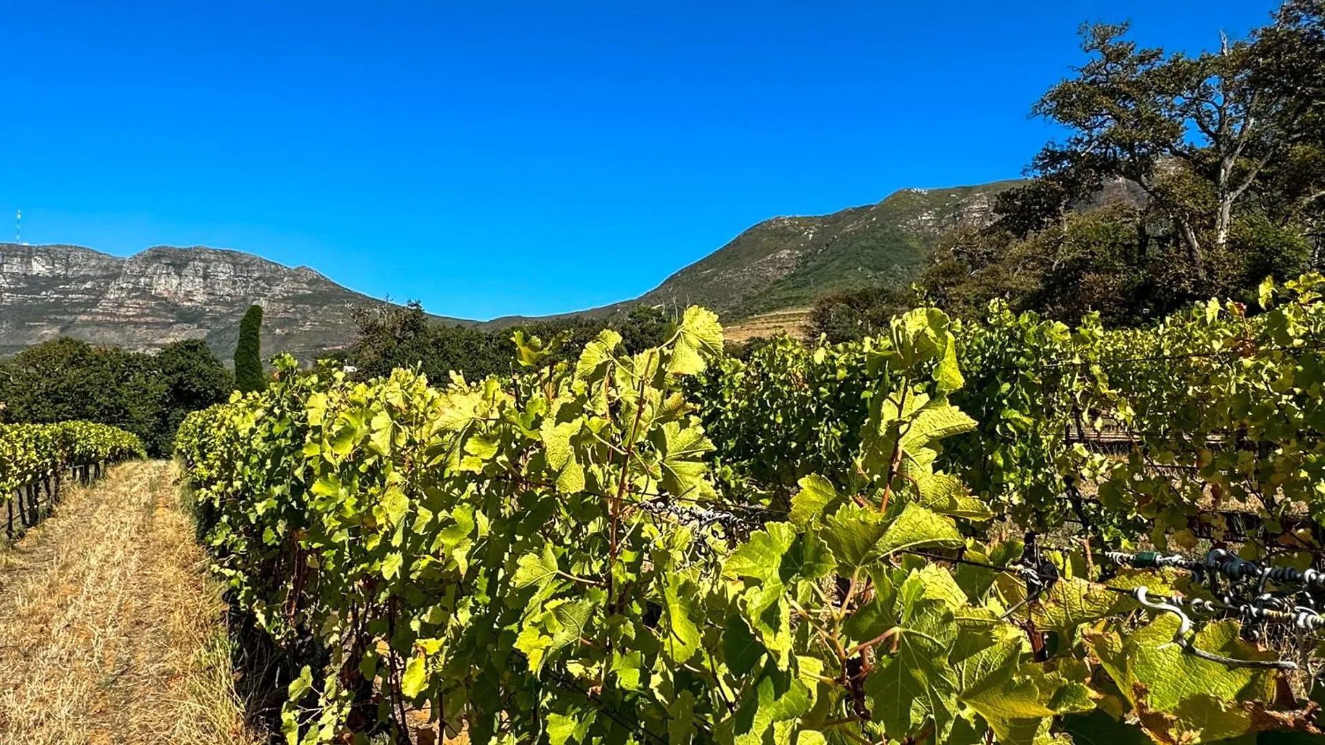 Hébergement de vacances Villa Charming One Bed With Vineyard & Mountain Views à Le Cap